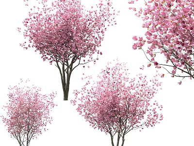 Graceful Flowering Trees with Pink Blossoms Lush Branches and Elegant Natural Form 3d model