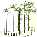 Lush Bamboo Plants Landscape With Tall Green Stems And Fresh Leaves