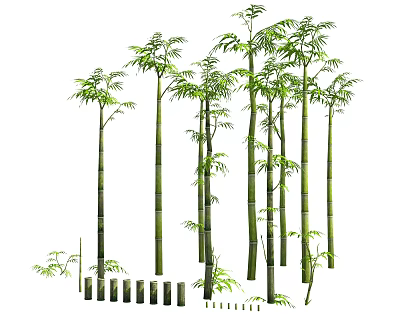 Lush Bamboo Plants Landscape With Tall Green Stems And Fresh Leaves 3d model