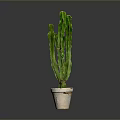 Green Cactus Plant Planted in Light Colored Pot on Gray Background