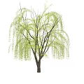 Weeping Willow Tree With Long Hanging Branches Light Green Leaves Against Blue Sky And Clouds