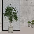 Modern Indoor Space Featuring Large And Small Potted Plants In White Planters