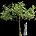 Green Leafy Tree With Forked Trunk And White Dress Female Statue On Black Background