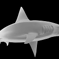 White Shark 3D Model Render on Black Background with Detailed Fin and Body Structure 3d model