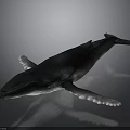 Realistic 3D Rendered Whale In Swimming Pose With Dark Color On Gray Background