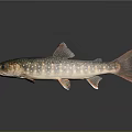 Spotted Green And Red Fish With Red Fins Tail On Gray Background With Reflection