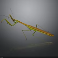 Orange yellow mantis with long legs on gray background showing clear reflection