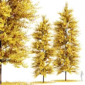 Autumn Arbor Trees With Vibrant Yellow Leaves In Natural Landscape