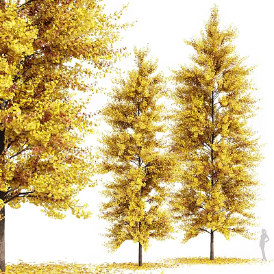 Autumn Arbor Trees With Vibrant Yellow Leaves In Natural Landscape 3d model