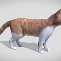 Detailed 3D Model of Brown and White Cat in Standing Pose with Gray Background