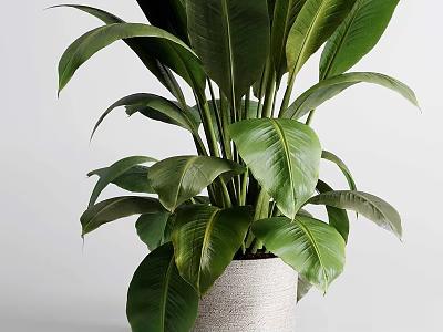 Elegant Green Leafy Plant In Textured Vase For Modern Home Decoration 3d model