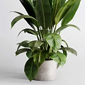 Elegant Green Leafy Plant In Textured Vase For Modern Home Decoration
