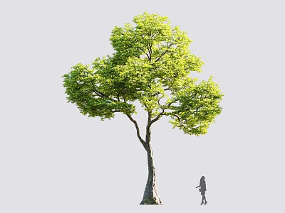 Tall Deciduous Tree With Lush Green Foliage And A Person Standing Beside Trunk 3d model