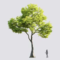 Tall Deciduous Tree With Lush Green Foliage And A Person Standing Beside Trunk