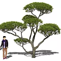 Chinese Pine Tree Pine Tree Welcome Pine Landscape Tree 3d model