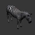 Detailed Realistic Zebra With Black And White Stripes Standing In Studio