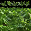 Natural Style Decorative Ornament Set With Fern Leaves For Home Tabletop Decoration