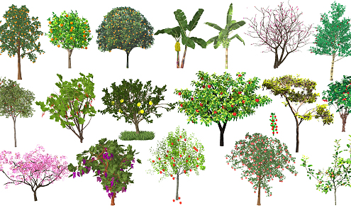 Modern Fruit Trees 3d model