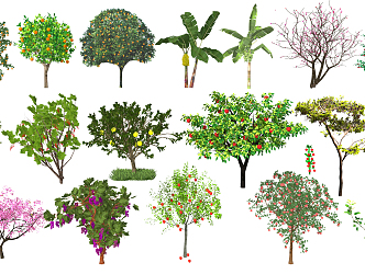 Modern Fruit Trees 3d model