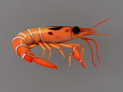 Vibrant Orange Aquatic Animal Shrimp With White Stripes Long Antennae And Claws 3d model