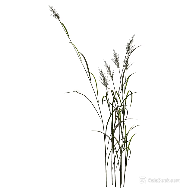 Ornamental Grass With Tall Slender Stems Green Leaves And Feathery Flower Plumes For Decoration 3d model 