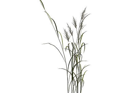 Ornamental Grass With Tall Slender Stems Green Leaves And Feathery Flower Plumes For Decoration 3d model