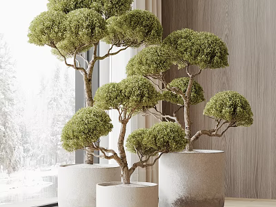 Lush Bonsai Trees With Round Canopy In White Ceramic Pots For Indoor Decor 3d model
