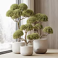 Lush Bonsai Trees With Round Canopy In White Ceramic Pots For Indoor Decor