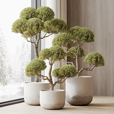 Lush Bonsai Trees With Round Canopy In White Ceramic Pots For Indoor Decor 3d model