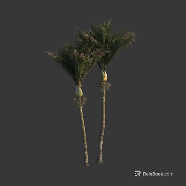 Tall Palm Trees With Green Fronds And Slender Trunks On Dark Background 3d model 