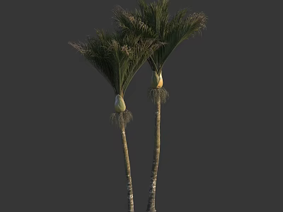 Tall Palm Trees With Green Fronds And Slender Trunks On Dark Background 3d model