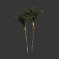 Tall Palm Trees With Green Fronds And Slender Trunks On Dark Background 3d model