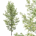 Arbor Trees With Green Leaves Slender Trunk And Thick Textured Bark Appearance