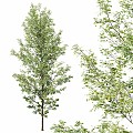 HQ Plant Alnus Glutinosa03 3d model