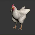 White Chicken With Red Comb And Yellow Beak Standing On Dark Background
