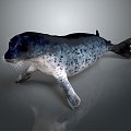 Modern Seal Marine Animal Anime Character Game Character 3d model