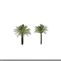 Tall Green Palm Trees With Lush Fronds And Brown Trunks On White Background