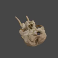 Natural Animal Skull Specimen With Horns And Detailed Bone Structure