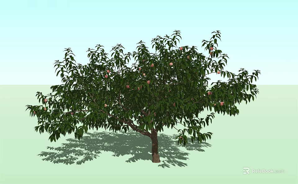 Lush Green Leafy Arbor Tree With Fruits And Shadow On Ground 3d model 