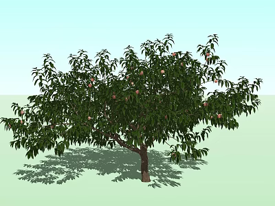 Lush Green Leafy Arbor Tree With Fruits And Shadow On Ground 3d model