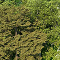 Lush Green Arbor Trees In Natural Forest Landscape With Various Species And Foliage