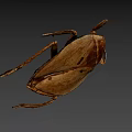 Brown Insect With Long Legs And Flat Body On Gray Background 3d model