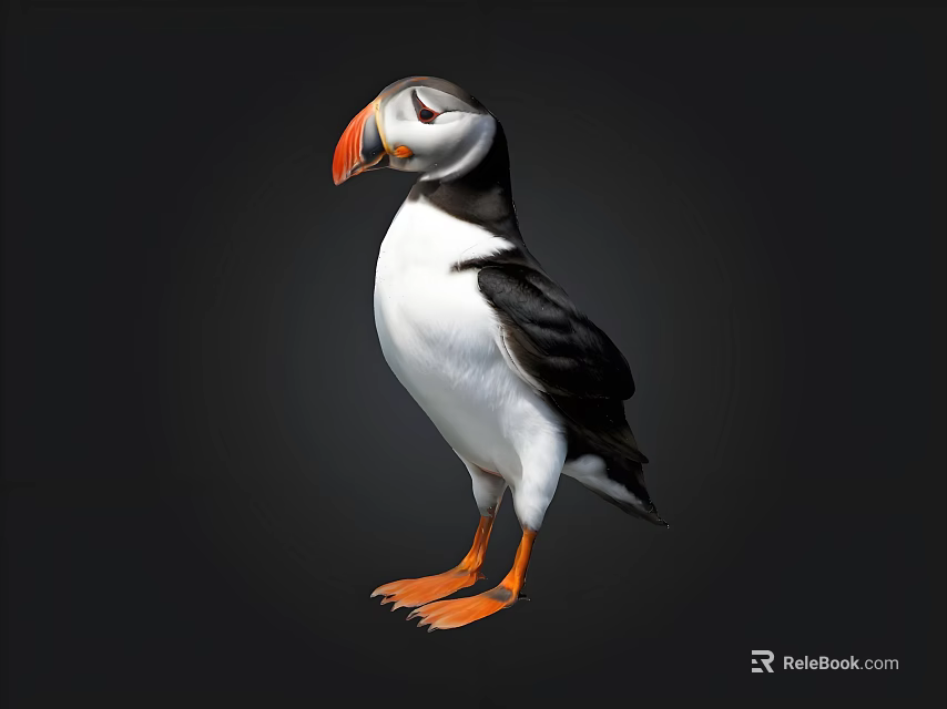 Puffin Bird With Orange Beak And Feet Black And White Feathers Isolated On Black Background 3d model 