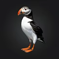 Puffin Bird With Orange Beak And Feet Black And White Feathers Isolated On Black Background