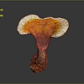 Natural Ganoderma Mushroom With Orange Red White Fan Shaped Cap And Brown Base