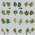 Landscape Trees Street Trees Courtyard Landscape Trees Arbor 3d model