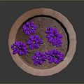 Fresh Purple Lavender Plant In Terracotta Pot For Indoor Home Decor
