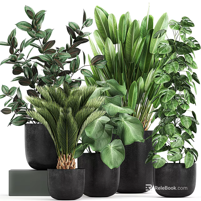 Potted Assorted Green Plants With Different Leaf Shapes In Black Pots 3d model 