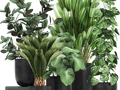 Potted Assorted Green Plants With Different Leaf Shapes In Black Pots 3d model