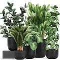 Potted Assorted Green Plants With Different Leaf Shapes In Black Pots